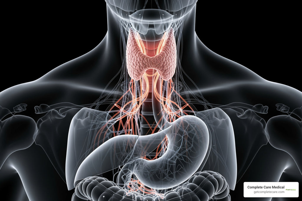 How Probiotics Give Your Thyroid a Much Needed Gut Check