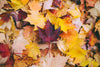 Active Living, Healthy Recipes, and Safety Tips for a Vibrant Fall